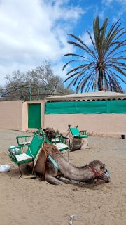 GC-Camello Safari (Maspalomas)-15.jpg